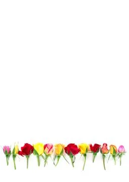 Creative layout made with border of colorful roses on white background. Summer Stock Photos