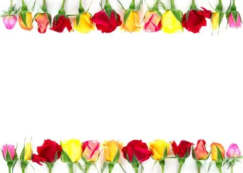 Creative layout made with border of colorful roses on white background. Summer Stock Photos