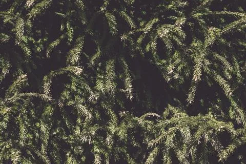Creative layout made of Christmas tree branches. Flat lay. Nature New Year Stock Photos