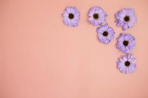 Creative layout made with colorful flowers Very Peri gerberas on a pink backg Stock Photos