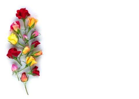 Creative layout made with colorful rose flowers composition on white background Stock Photos