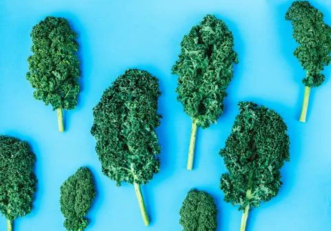 Creative layout made of curly kale leaf on colorful background. Flat lay. Foo Stock Photos