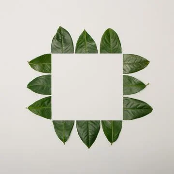 Creative layout made of cut green leaves that makes frame on bright backgroun Stock Photos