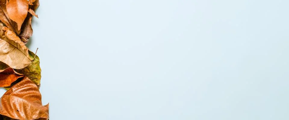 Creative layout made from dry leaves over light blue background. Stock Photos