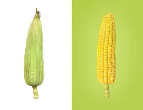 Creative layout made of flat laying corn, food concept, vegetables isolated o Stock Photos