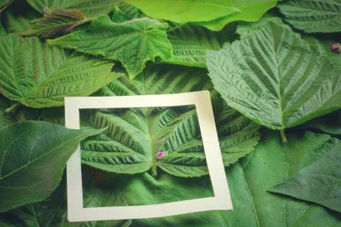 Creative layout made of flowers and leaves with paper card note. Flat lay Stock Photos