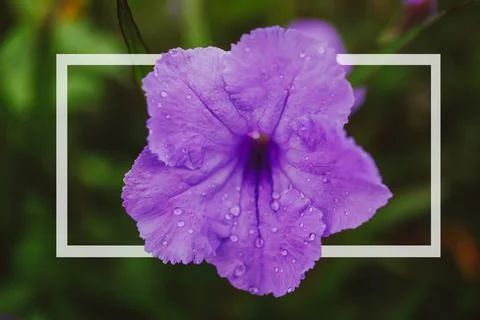 Creative layout made of flowers and leaves Fotos Stock