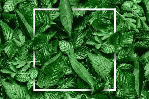Creative layout made of flowers and leaves with paper card note. Flat lay. Na Stock Photos