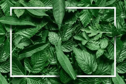Creative layout made of flowers and leaves with paper card note. Flat lay. Na Stock Photos