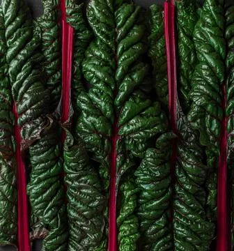 Creative layout made of green and red mangold salad leaves. Plant pattern t.. Stock Photos