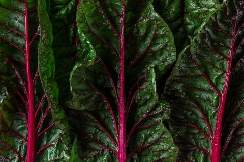 Creative layout made of green and red mangold salad leaves. Plant pattern t.. Stock Photos