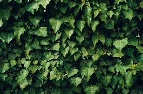 Creative layout made of green leaves. Flat lay. Nature background Stock Photos
