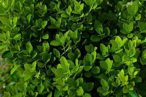 Creative layout made of green leaves. Flat lay. Nature background Stock Photos