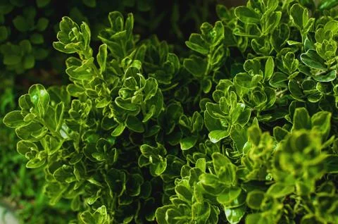 Creative layout made of green leaves. Flat lay. Nature background Stock Photos