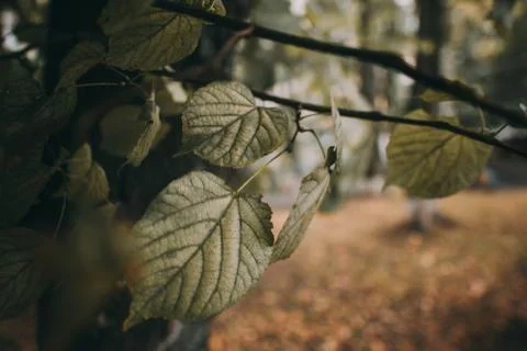 Creative layout made of green leaves. Flat lay. Nature background Stock Photos