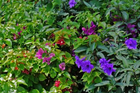 Creative layout made of green leaves and flowers. Nature background Foto stock