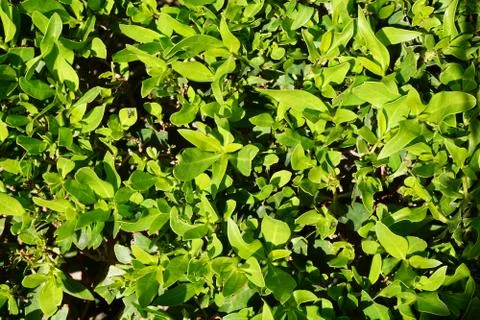 Creative layout made of green leaves. Nature concept Stock Photos