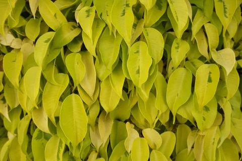 Creative layout made of green leaves. Nature concept Foto stock