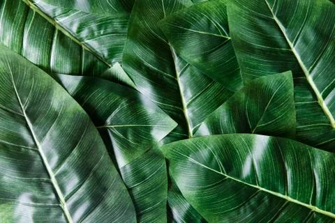 Creative layout made of green leaves. Stock Photos