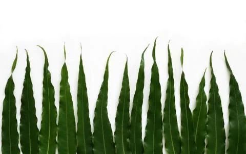 Creative layout made of green leaves. Stock Photos