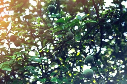 Creative layout made of green leaves. Flat lay. Nature background Stock Photos