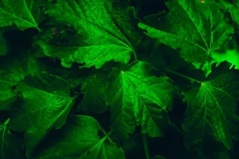 Creative layout made of green leaves. Green leaves pattern background. Stock Photos