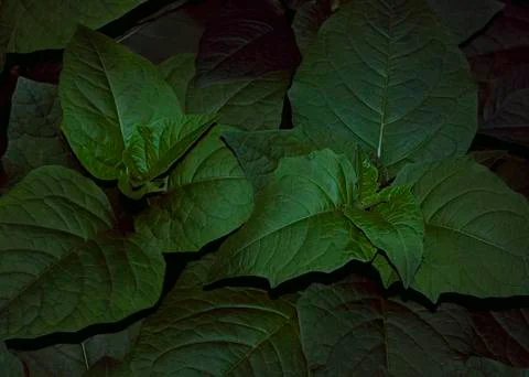 Creative layout made of green leaves. Juicy foliage. Beauty natural backgroun Stock Photos