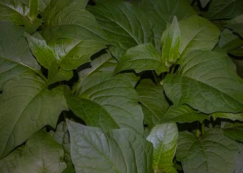 Creative layout made of green leaves. Juicy foliage. Beauty natural backgroun Stock Photos