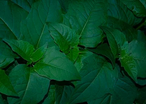 Creative layout made of green leaves. Juicy foliage. Beauty natural backgroun Stock Photos