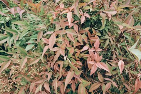 Creative layout made of green leaves. Flat lay. Nature background Foto stock