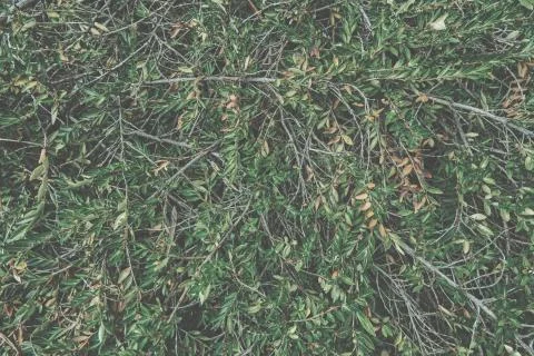 Creative layout made of green leaves. Flat lay. Nature background Stock Photos