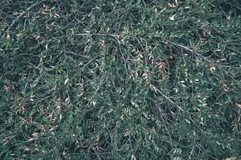Creative layout made of green leaves. Flat lay. Nature background Stock Photos