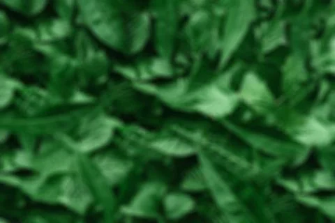 Creative layout made of green leaves. Flat lay. Nature background Stock Photos