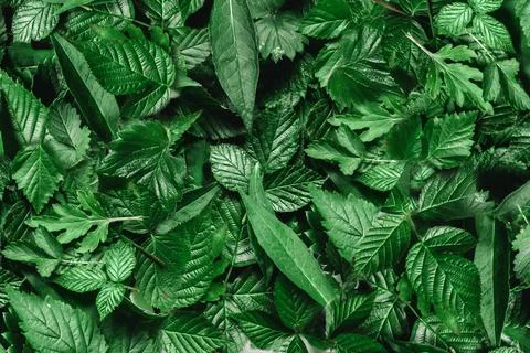 Creative layout made of green leaves. Flat lay. Nature background Stock Photos