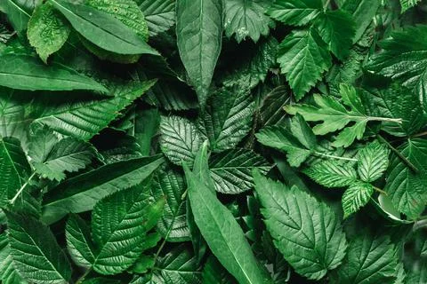 Creative layout made of green leaves. Flat lay. Nature background Stock Photos