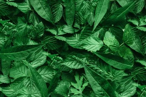Creative layout made of green leaves. Flat lay. Nature background Foto stock
