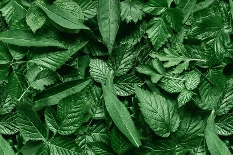 Creative layout made of green leaves. Flat lay. Nature background Stock Photos