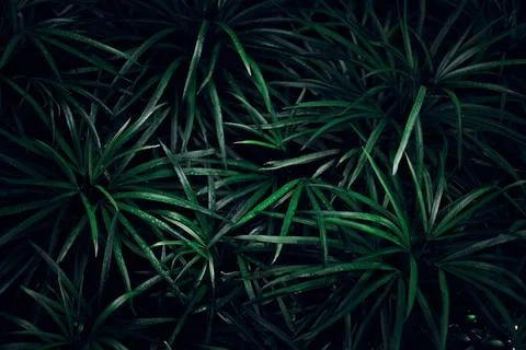 Creative layout made of green leaves. Flat lay. Nature concept Stock Photos
