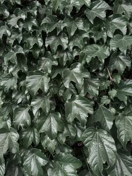 Creative layout made of green leaves. Flat lay. Nature background Stock Photos