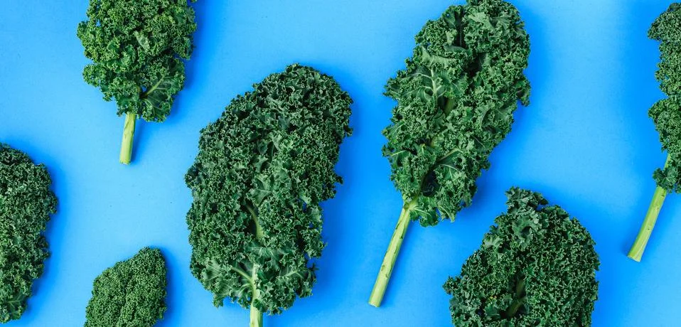 Creative layout made of kale. Flat lay. Food concept. Stock Photos