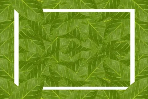 Creative layout made of leaves with paper card frame . Stock Illustration