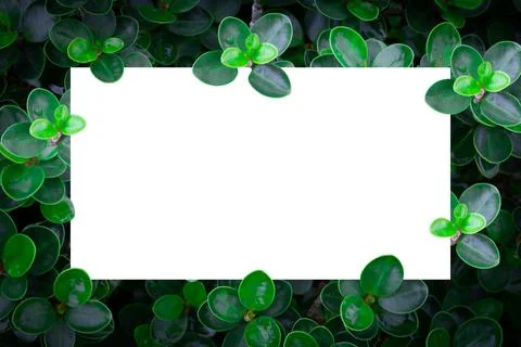 Creative layout made of leaves with paper card note. Nature concept. Stock Photos