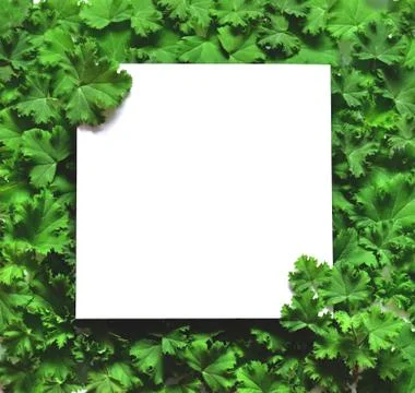 Creative layout made leaves with white paper frame. Flat lay. Nature concept Stock Photos