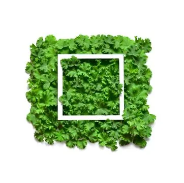 Creative layout made leaves with white paper frame. Flat lay. Nature concept Stock Photos