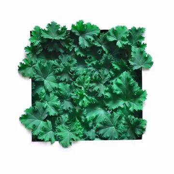Creative layout made leaves with white paper frame. Flat lay. Nature concept Stock Photos