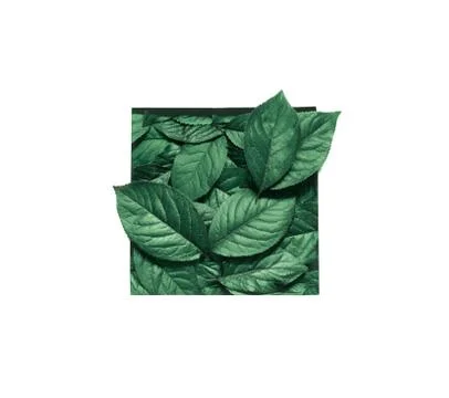 Creative layout made leaves with white paper frame. Flat lay. Nature concept Stock Photos