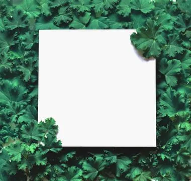 Creative layout made leaves with white paper frame. Flat lay. Nature concept Stock Photos