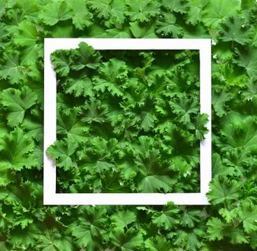 Creative layout made leaves with white paper frame. Flat lay. Nature concept Stock Photos