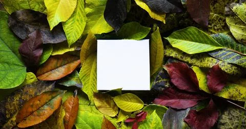 Creative layout made of leaves with white paper card note. Stock Photos