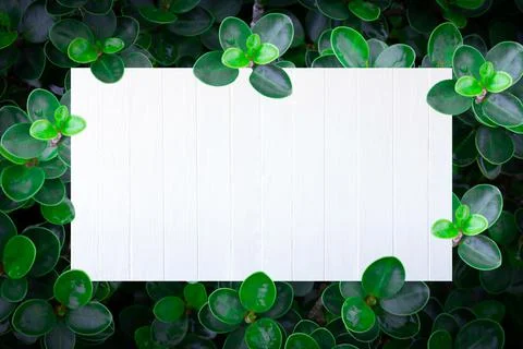 Creative layout made of leaves with white old wooden design. Nature concept. Stock-Fotos